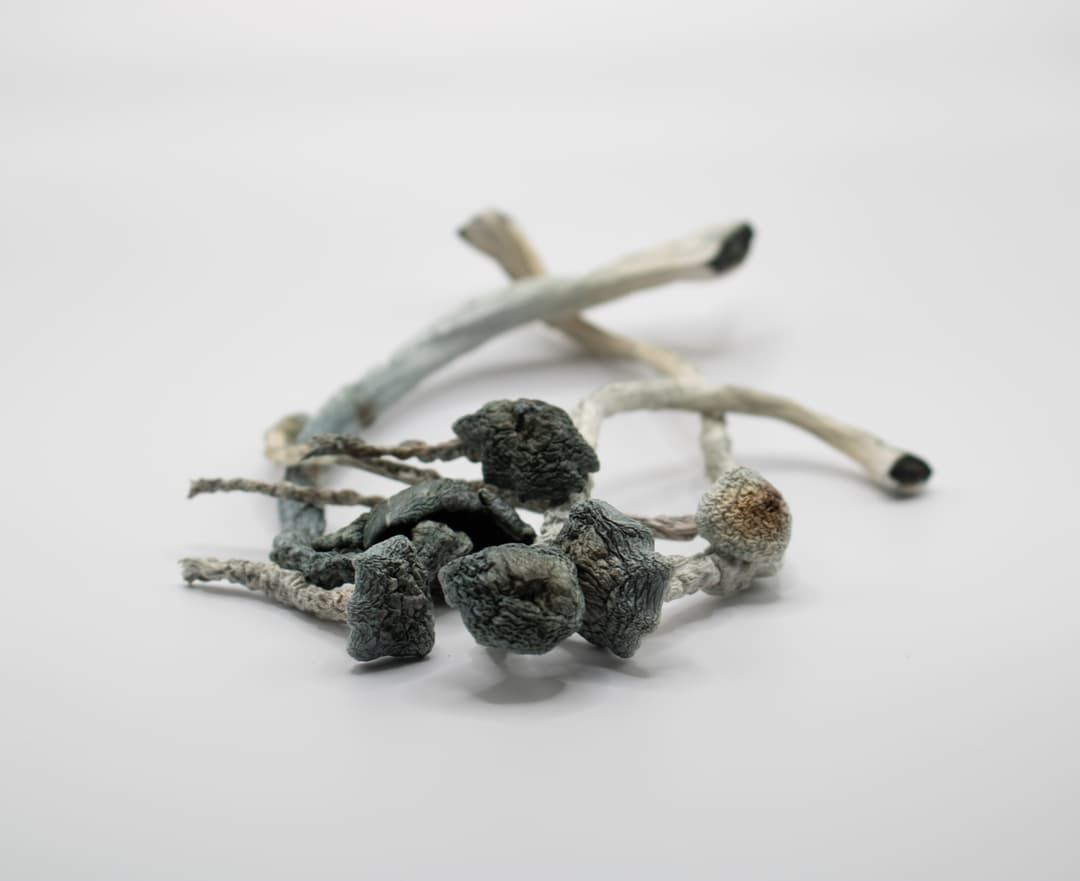 Psilocybe ochraceocentrata